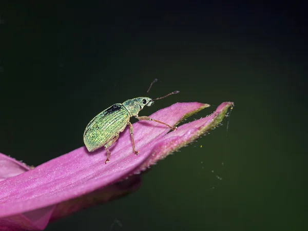 Weevil on pink plant — Stock Photo, Image