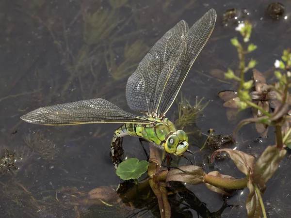 Close-up Dragonfly — Stockfoto