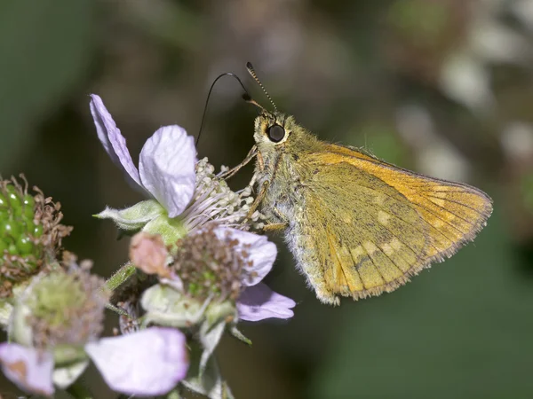 Butterfly zittend op plant — Stockfoto