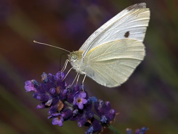 Weißer Schmetterling auf lila Blume — Stockfoto