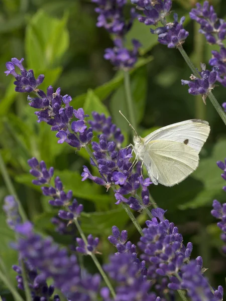 Weißer Schmetterling auf lila Blume — Stockfoto