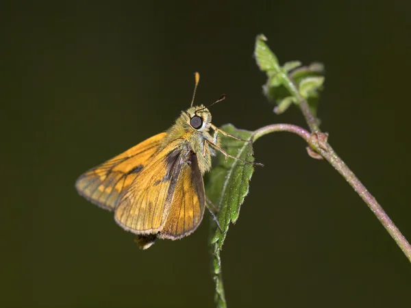 Schmetterling sitzt auf Pflanze — Stockfoto