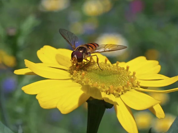 Mehiläinen keltaisella kukalla — kuvapankkivalokuva
