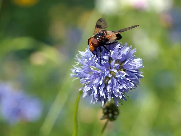 Voler sur la fleur pourpre — Photo