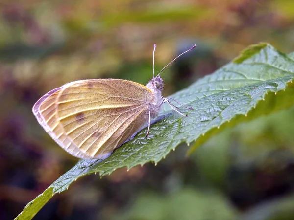 Schmetterling sitzt auf Pflanze — Stockfoto