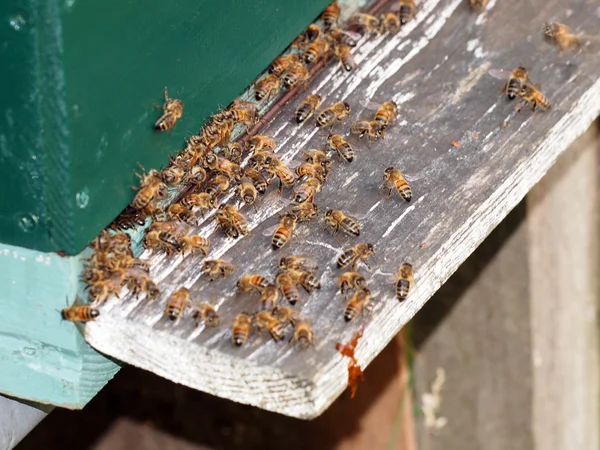 Bees on hive — Stock Photo, Image