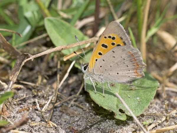 Butterfly zittend op plant — Stockfoto