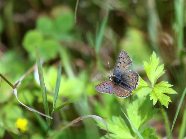 Close up de borboleta na grama — Fotografia de Stock