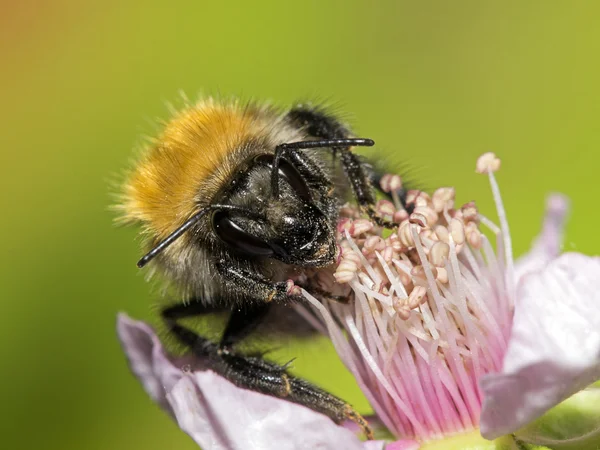 Abelha em flor rosa — Fotografia de Stock