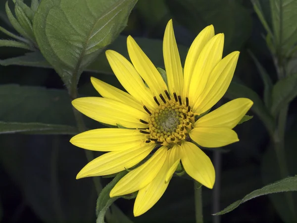 Close up Yellow flower — Stock Photo, Image