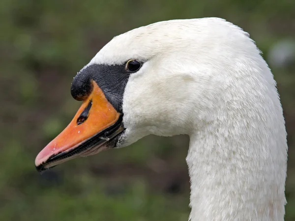 Zblízka bílá labuť — Stock fotografie