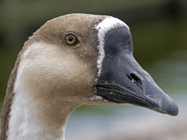 Close up of Goose outdoors — Stock Photo, Image