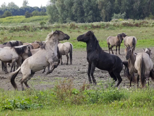 Fight of Konik horses — Stock Photo, Image