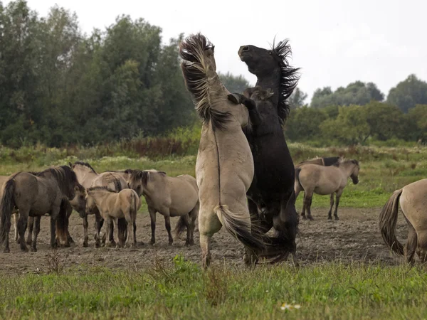 Fight of Konik horses — Stock Photo, Image