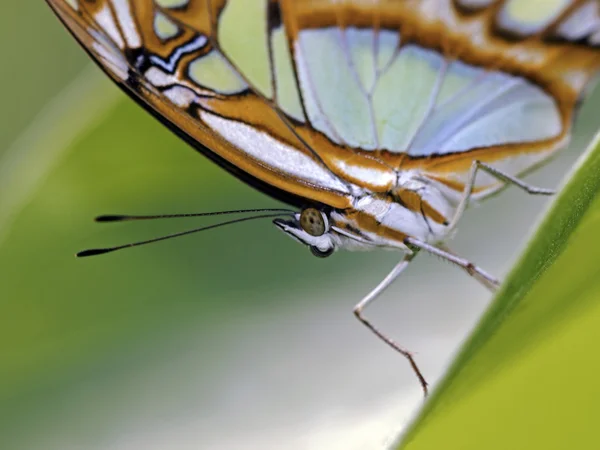 Коричневий метелик на рослині — стокове фото