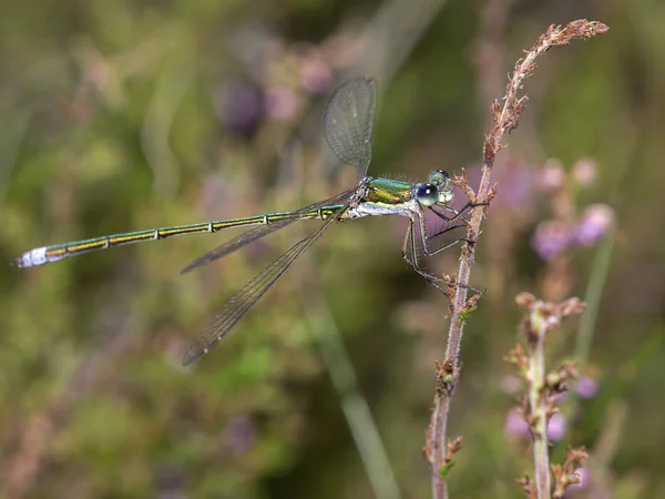 Närbild dragonfly — Stockfoto