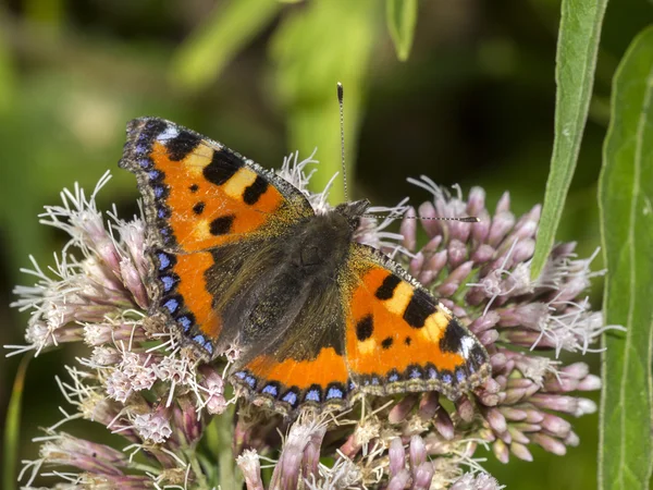 Farfalla marrone sulla pianta — Foto Stock