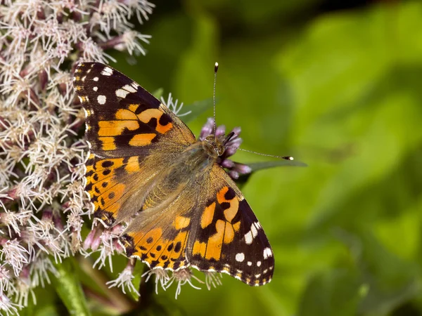 Borboleta marrom em planta — Fotografia de Stock