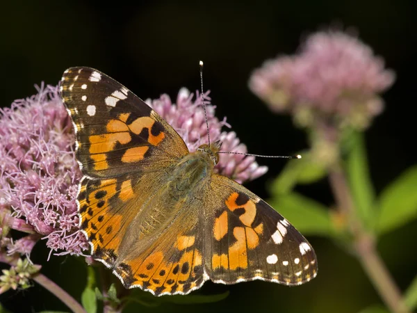 Mariposa marrón en planta — Foto de Stock