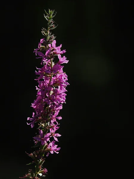 Flor larga púrpura —  Fotos de Stock