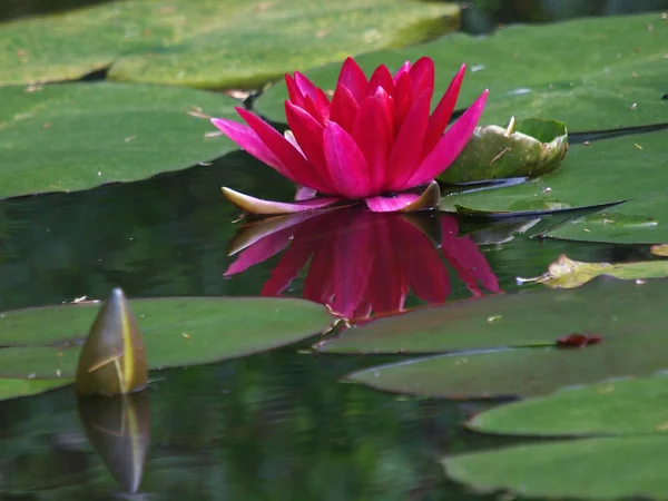Red Waterlily in the pond — Stock Photo, Image