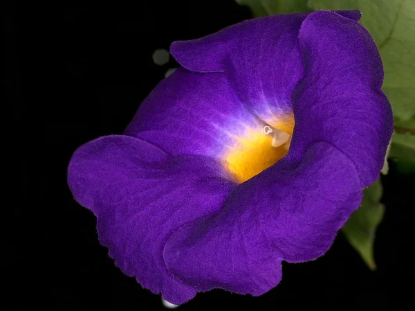 登山のヒルガオの花 — ストック写真