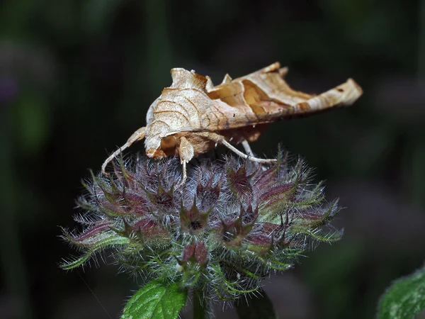 Night owl insect on plant — Stock Photo, Image