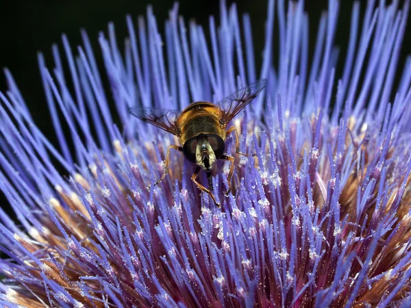 Hoverfly a kék virág — Stock Fotó