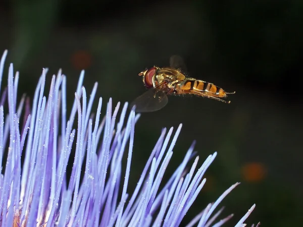 Hoverfly a kék virág — Stock Fotó