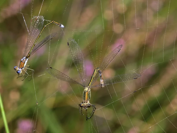 Pareja Damselfly esmeralda en tela de araña — Foto de Stock