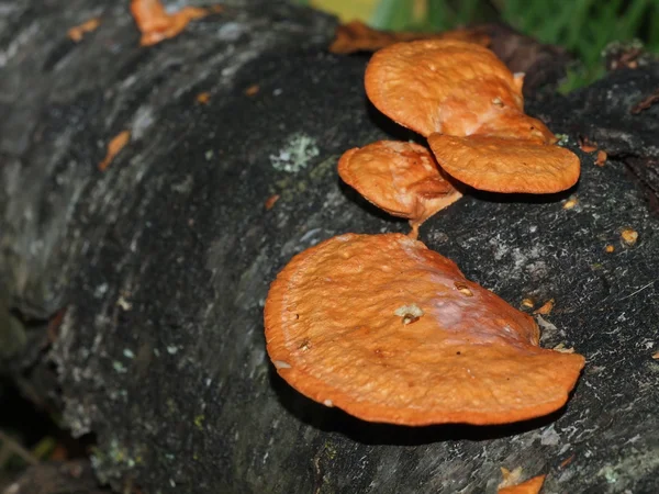 Orange fungus on tree — Stock Photo, Image