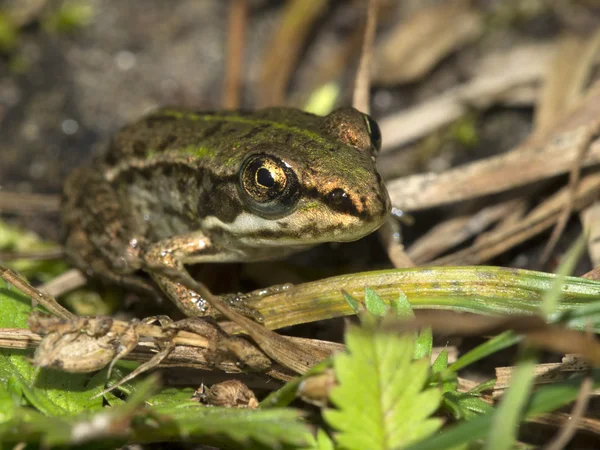 Green frog sitting on plants — Stock Photo, Image