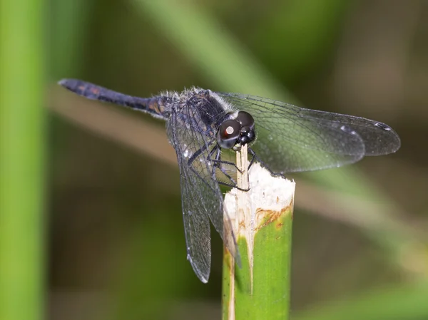 Närbild dragonfly — Stockfoto