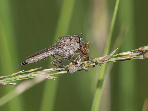 Robberfly z zdobycz na trawie — Zdjęcie stockowe