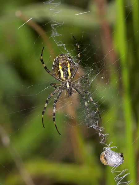 Kreuzspinne im Netz — Stockfoto