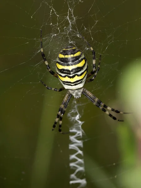 Cross spider in web — Stock Photo, Image