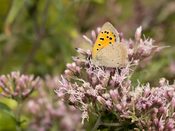Farfalla seduta sulla pianta — Foto Stock