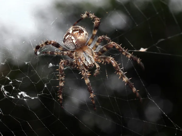 Spin met prooi - macro sluiten — Stockfoto