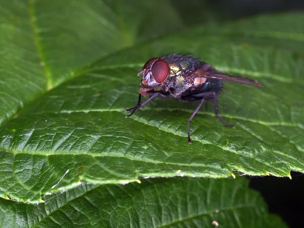 Mouche assise sur la feuille verte — Photo