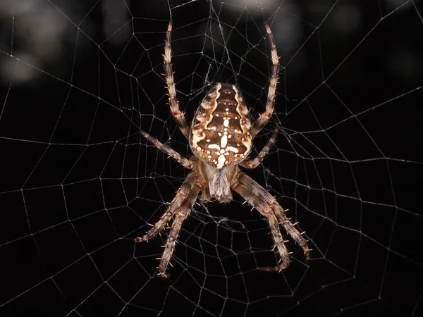 Spider with prey - macro close — Stock Photo, Image