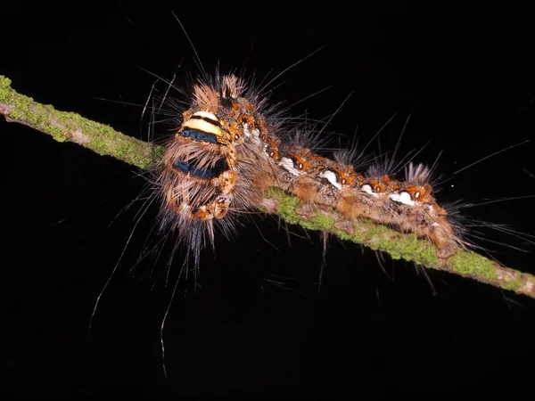 Macro nauwe caterpillar — Stockfoto