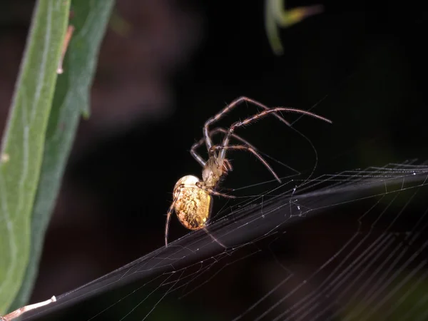 Pavouk s kořistí - makro zavřít — Stock fotografie