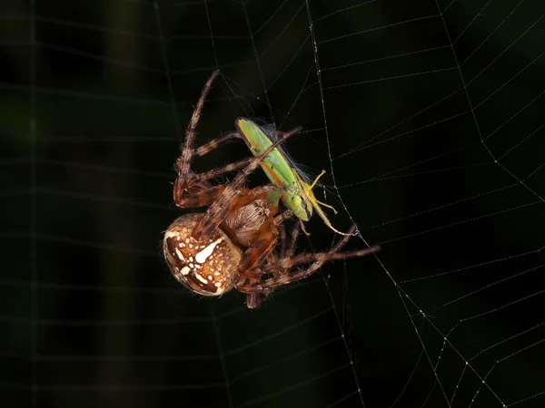 Araignée attrapant une sauterelle — Photo