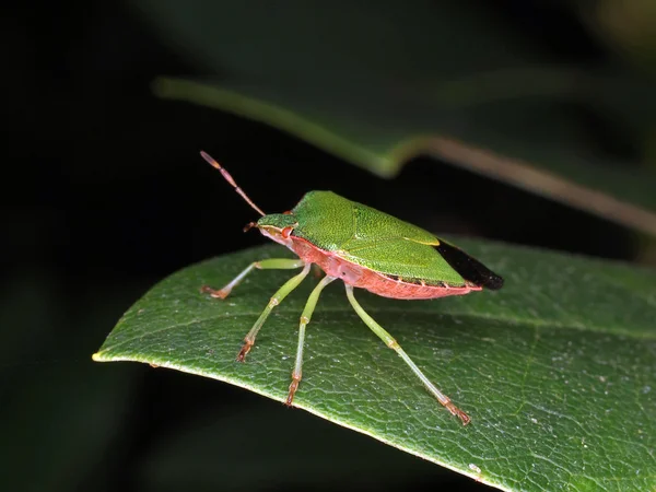 Bug assis sur la feuille — Photo