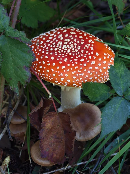 Agaric paddestoel — Stockfoto