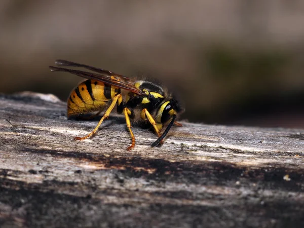 Wespe - Makro schließen — Stockfoto