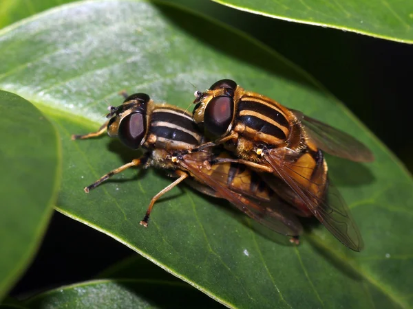 Párzási hoverfly — Stock Fotó