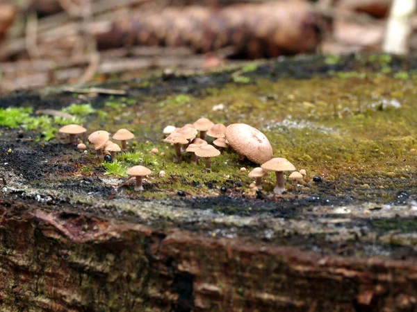 Toadstool mushroom — Stock Photo, Image