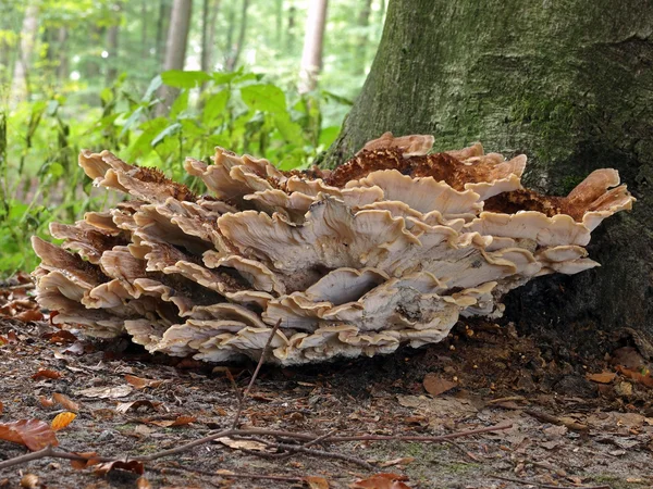 Cogumelo de toadstool — Fotografia de Stock