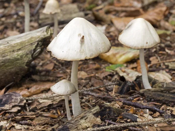 Cogumelos de toadstool — Fotografia de Stock